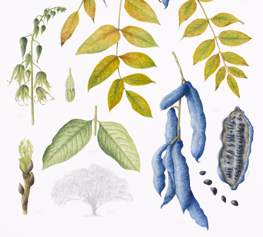 Decaisnea fargesii (Blue Sausage Shrub)